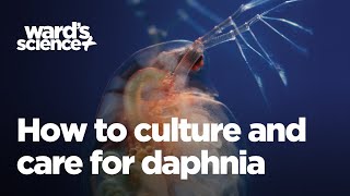 Caring and Culturing for Daphnia [upl. by Anerbes]