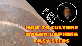 How to Culture Magna Daphnia Easily [upl. by Imuyam]