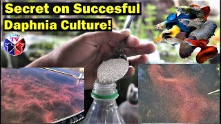 How to Culture Daphnia Successfully [upl. by Herates817]