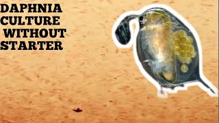 HOW TO CULTURE DAPHNIA NATURALLY WITHOUT A STARTER [upl. by Ahseenyt766]