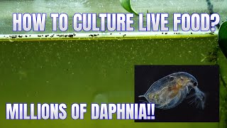 How to Culture Daphnia Secret Method to Breed MILLIONS  Simply Aquatic [upl. by Hareehahs945]