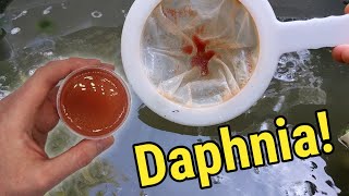 How I Culture Daphnia In Outdoor Tubs [upl. by Yvan739]