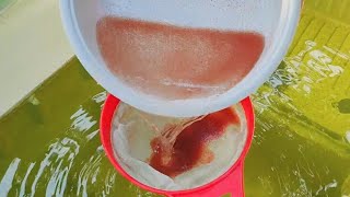 How to culture daphnia  Daphnia culture  How to grow daphnia outdoor [upl. by Hannazus376]