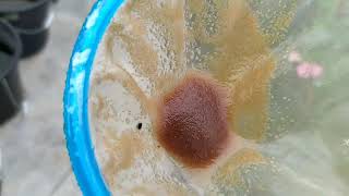 How to culture daphnia moina in a small container Part 1 English Subtitle [upl. by Bethina406]