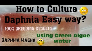 Daphnia MagnaHow to Culture Daphnia Easy wayCulturing Daphnia using Green water Daphnia [upl. by Yrrek125]