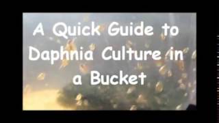 How to culture daphnia outside [upl. by Verneuil]