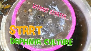 How to culture daphnia moina the easy way 1  Starting the Daphnia culture [upl. by Aniras]