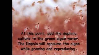 Daphnia  How to grow daphnia in your home [upl. by Aidnis]