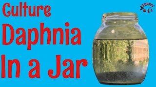 How to Culture Daphnia in a Jar [upl. by Misa953]