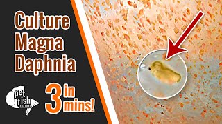 How to culture DAPHNIA MAGNA  The easy way [upl. by Lange]