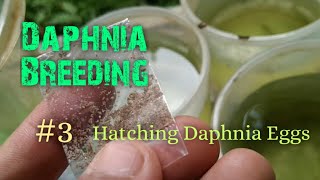 Daphnia Culture made simple and easy 3  Hatching Daphnia eggs [upl. by Elletsirhc]