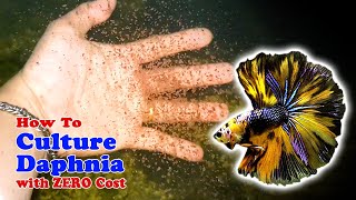 How to Culture Daphnia with ZERO Cost  Unlimited Live Food For Our Fish [upl. by Anwahsat]