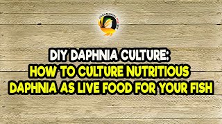 DIY Daphnia Culture How to Culture Nutritious Daphnia as Live Food for Your Fish [upl. by Ernest238]