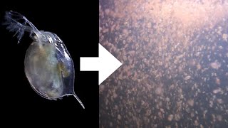 How I Culture Daphnia [upl. by Rhu]