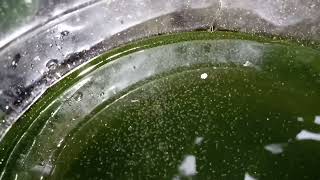 DAPHNIA MOINA CULTURE IN A SMALL BUCKET [upl. by Akienaj]