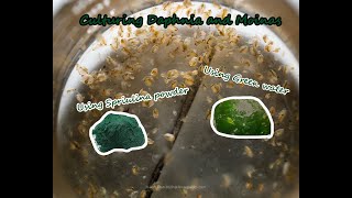 How To Culture Daphnia and Moinas using Green Water Spirulina powder [upl. by Nawuq]