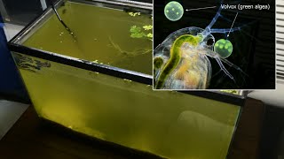 Raising Daphnia for the Freshwater Aquarium [upl. by Brozak]