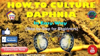 HOW TO CULTURE DAPHNIA In Easy Way [upl. by Watson145]